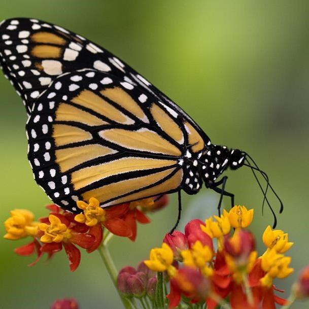Nature non-profit wants ºÚÁϳԹÏÍøs to grab cameras and get outside this weekend
